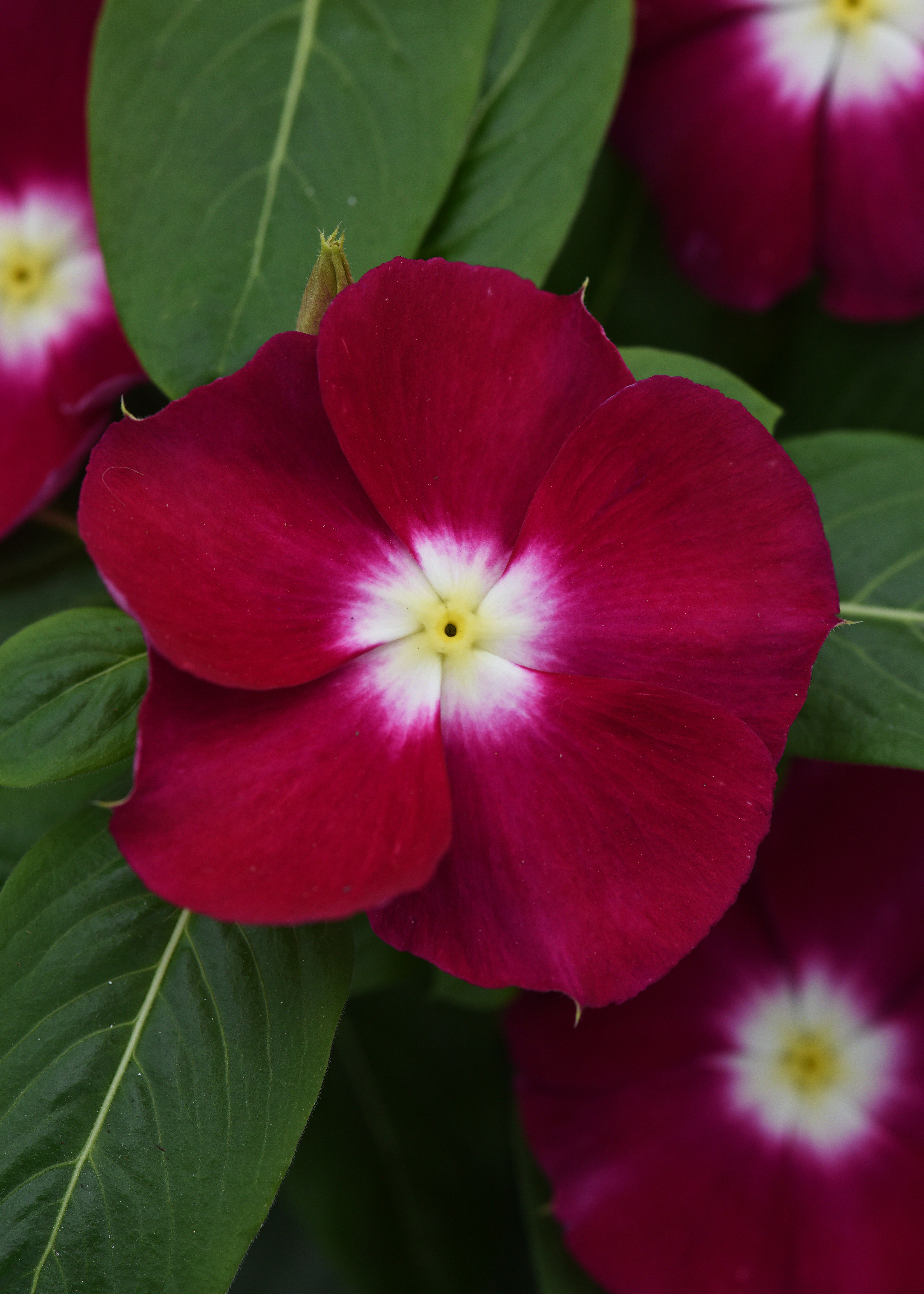 Semená kvetov, semená   Vinca Catharanthus roseum previslá vinca Mediterranean Series Burgundy Halo 1000 semien
